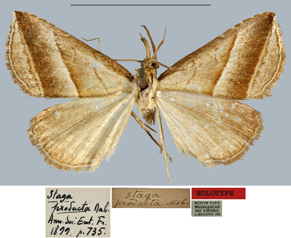 /filer/webapps/moths/media/images/P/producta_Staga_HT_MNHN.jpg