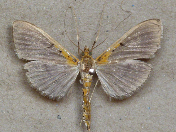 /filer/webapps/moths/media/images/P/productalis_Filodes_A_Butler.jpg