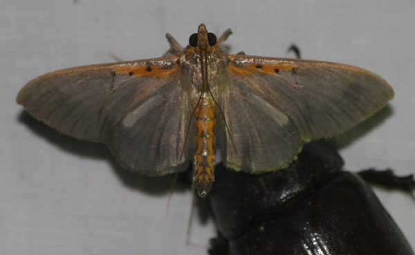 /filer/webapps/moths/media/images/P/productalis_Filodes_A_Jorpeland.jpg
