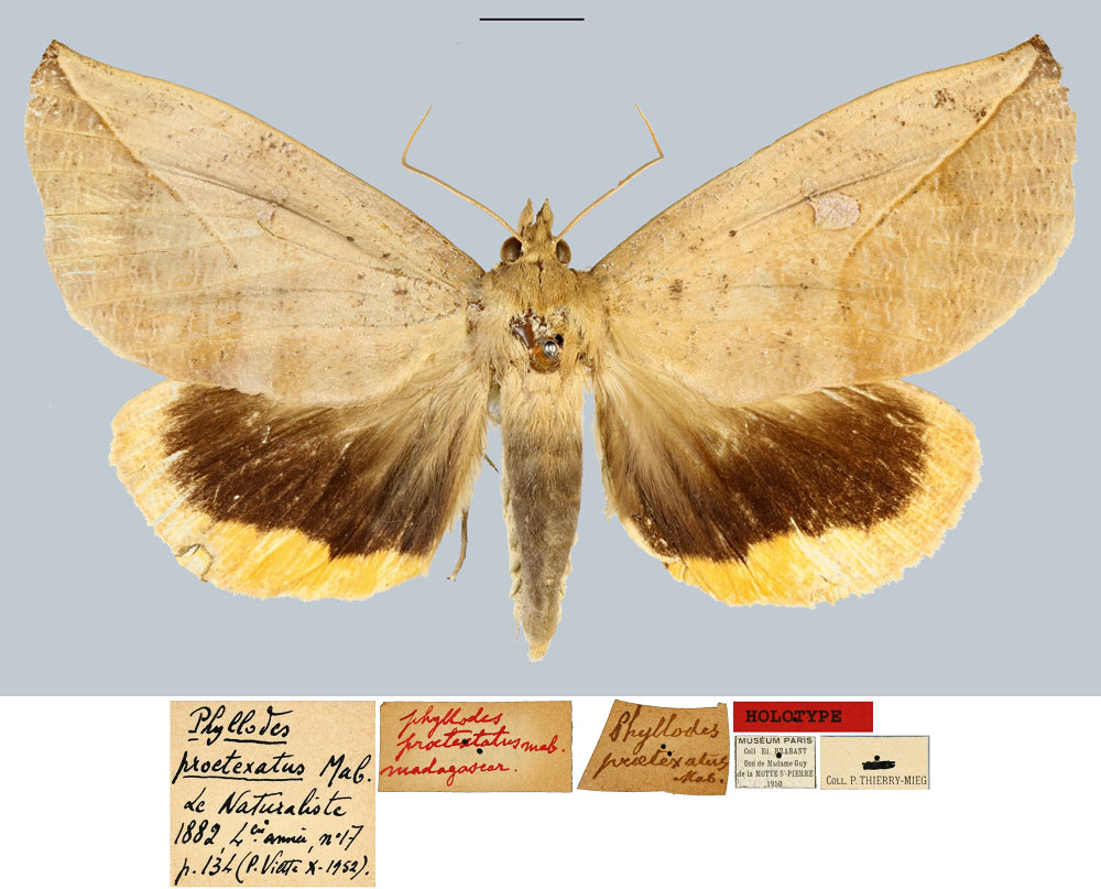 /filer/webapps/moths/media/images/P/proetexatus_Phyllodes_HT_MNHNa.jpg