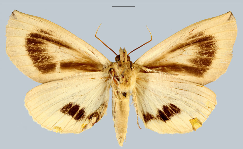 /filer/webapps/moths/media/images/P/proetexatus_Phyllodes_HT_MNHNb.jpg