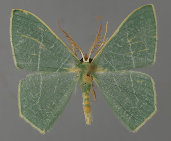 /filer/webapps/moths/media/images/P/progressa_Thalassodes_A_ZSM_01.jpg