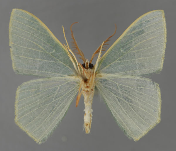 /filer/webapps/moths/media/images/P/progressa_Thalassodes_A_ZSM_02.jpg