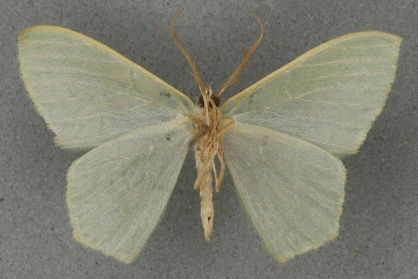/filer/webapps/moths/media/images/P/progressa_Thalassodes_STM_BMNHb.jpg