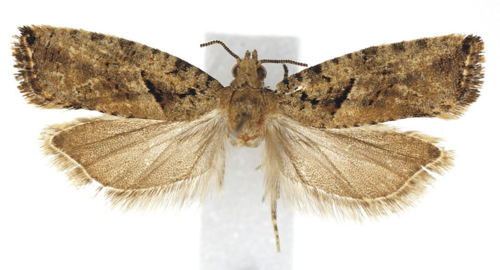 /filer/webapps/moths/media/images/P/projecta_Gypsonoma_AM_ISEA.jpg