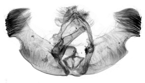 /filer/webapps/moths/media/images/P/projecta_Gypsonoma_GM_ISEA_35135.jpg