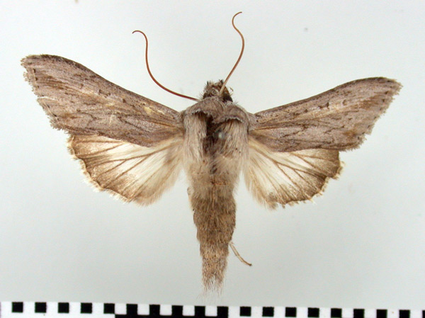 /filer/webapps/moths/media/images/P/prolai_Cucullia_AM_BMNH.jpg