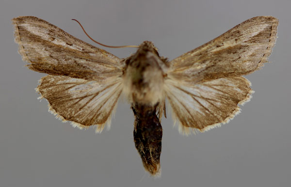 /filer/webapps/moths/media/images/P/prolai_Cucullia_A_RMCA_01.jpg