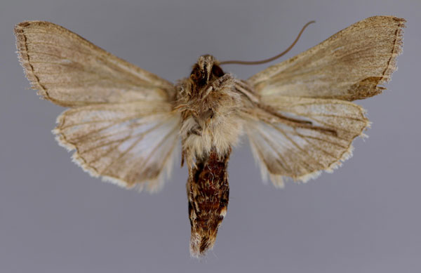 /filer/webapps/moths/media/images/P/prolai_Cucullia_A_RMCA_02.jpg