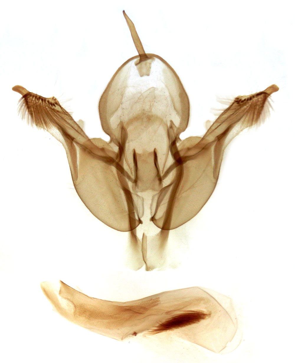 /filer/webapps/moths/media/images/P/prolai_Mesoligia_GMHT_MSNM_3504.jpg