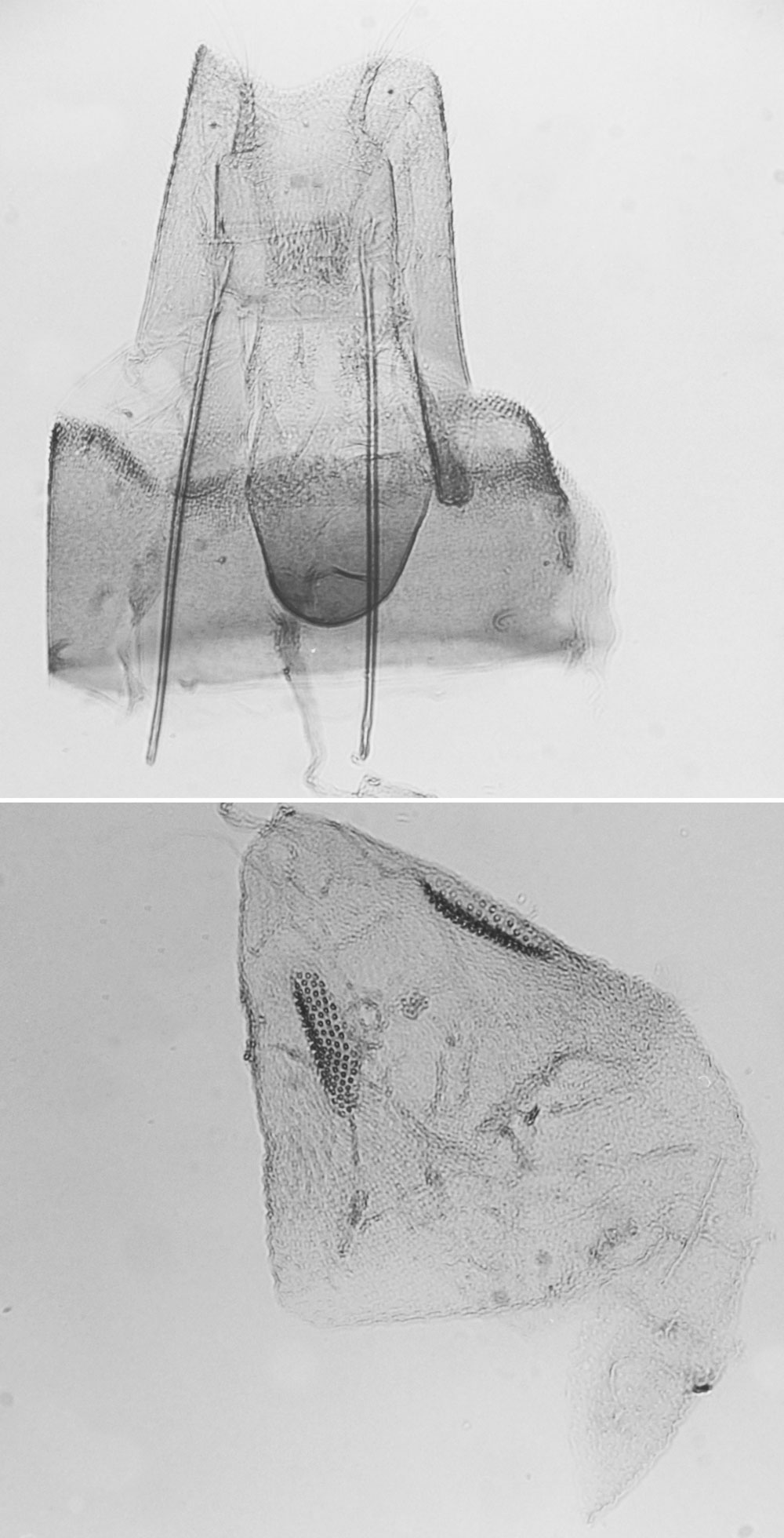 /filer/webapps/moths/media/images/P/prolai_Titanoptilus_GFPT_MNHN_4564.jpg