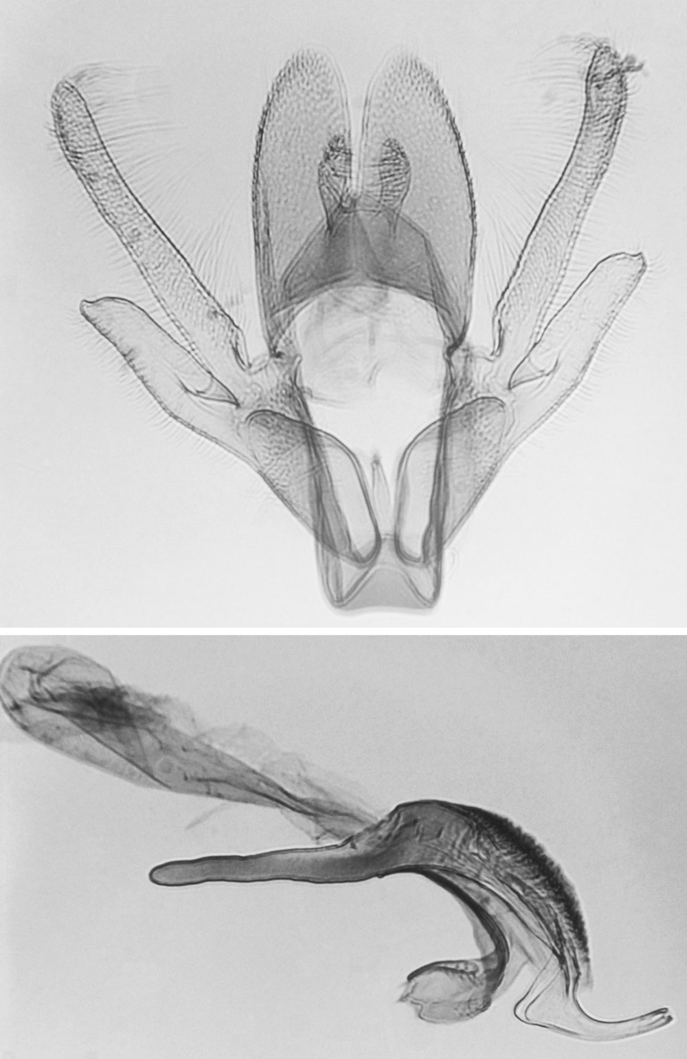 /filer/webapps/moths/media/images/P/prolai_Titanoptilus_GMHT_MNHN_4562.jpg