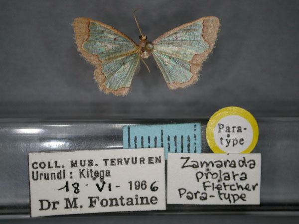 /filer/webapps/moths/media/images/P/prolata_Zamarada_PT_RMCA_01.jpg