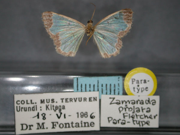 /filer/webapps/moths/media/images/P/prolata_Zamarada_PT_RMCA_02.jpg