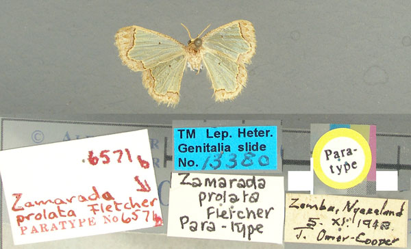 /filer/webapps/moths/media/images/P/prolata_Zamarada_PT_TMSA.jpg