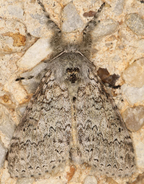 /filer/webapps/moths/media/images/P/proleprota_Eudasychira_AM_Heyns_01.jpg