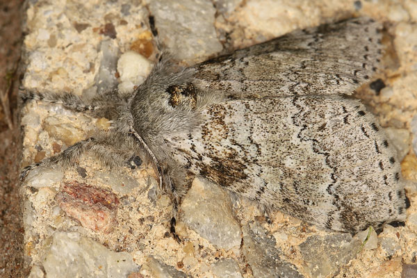 /filer/webapps/moths/media/images/P/proleprota_Eudasychira_AM_Heyns_02.jpg