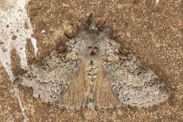 /filer/webapps/moths/media/images/P/proleprota_Eudasychira_AM_Heyns_04.jpg