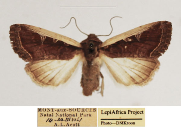 /filer/webapps/moths/media/images/P/proleuca_Dicerogastra_AF_TMSA_02.jpg