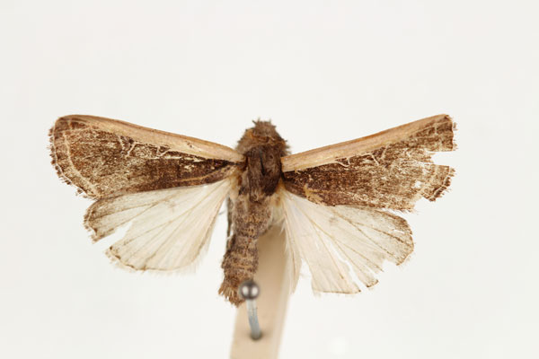 /filer/webapps/moths/media/images/P/proleuca_Dicerogastra_AM_RMCA.jpg