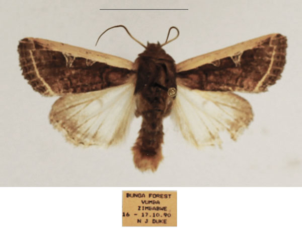 /filer/webapps/moths/media/images/P/proleuca_Dicerogastra_AM_TMSA_01.jpg