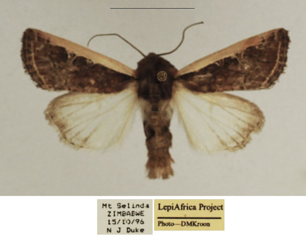 /filer/webapps/moths/media/images/P/proleuca_Dicerogastra_AM_TMSA_02.jpg