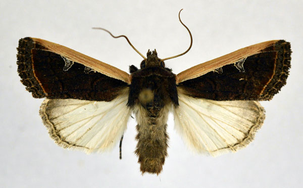 /filer/webapps/moths/media/images/P/proleuca_Dicerogastra_A_NHMO.jpg