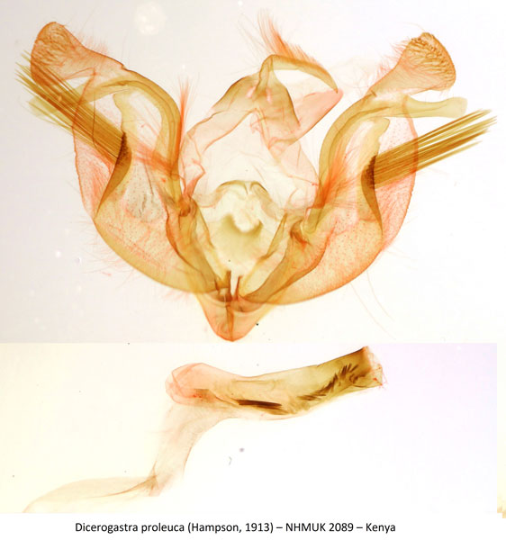/filer/webapps/moths/media/images/P/proleuca_Dicerogastra_GM_NHMUK_2089.jpg
