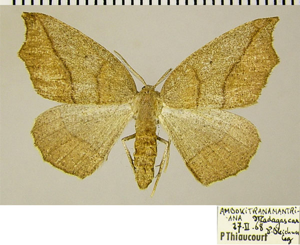 /filer/webapps/moths/media/images/P/prolixa_Epigynopteryx_AF_ZSM.jpg