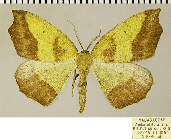 /filer/webapps/moths/media/images/P/prolixa_Epigynopteryx_AM_ZSM.jpg