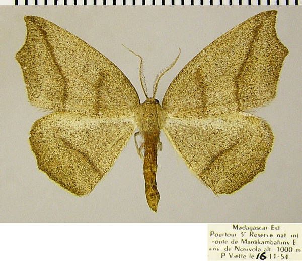 /filer/webapps/moths/media/images/P/prolixa_Epigynopteryx_AM_ZSMa.jpg