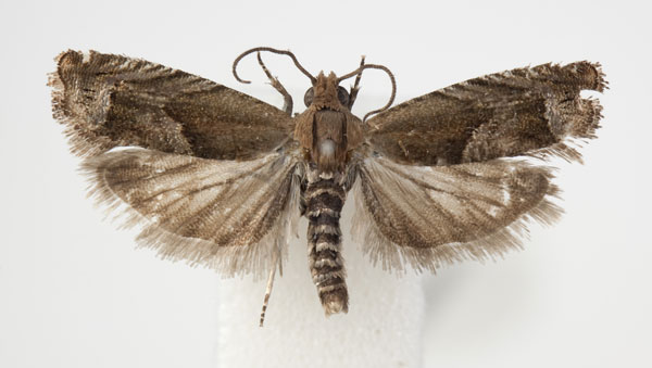 /filer/webapps/moths/media/images/P/prolixa_Eucosmocydia_A_BMNH.jpg