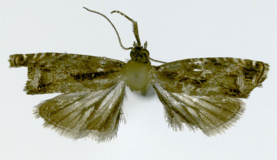 /filer/webapps/moths/media/images/P/prolixa_Eucosmocydia_HT_ZMJU.jpg