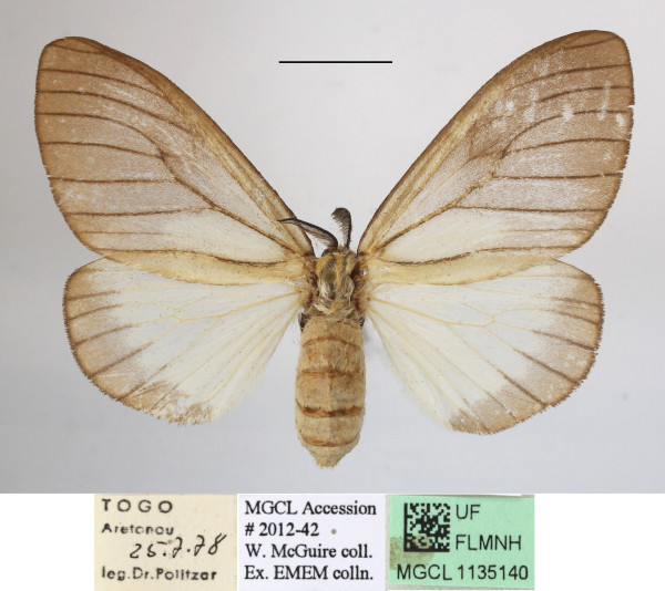 /filer/webapps/moths/media/images/P/promelaena_Stracena_AF_MGCLa_03.JPG
