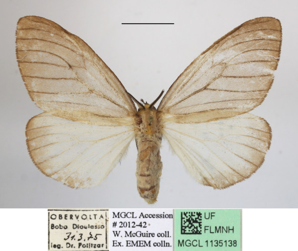 /filer/webapps/moths/media/images/P/promelaena_Stracena_AF_MGCLa_04.JPG