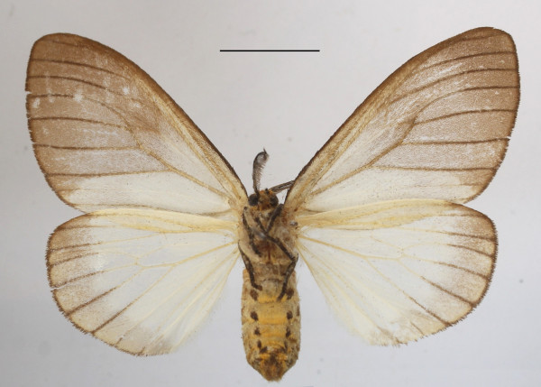 /filer/webapps/moths/media/images/P/promelaena_Stracena_AF_MGCLb_03.JPG