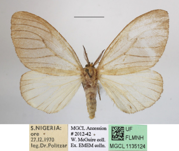 /filer/webapps/moths/media/images/P/promelaena_Stracena_AM_MGCLa_01.JPG