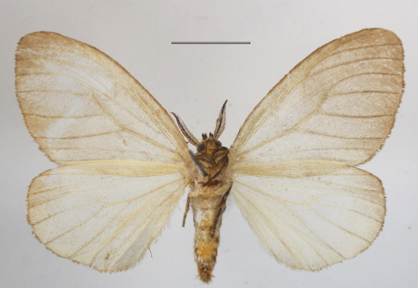 /filer/webapps/moths/media/images/P/promelaena_Stracena_AM_MGCLb_01.JPG