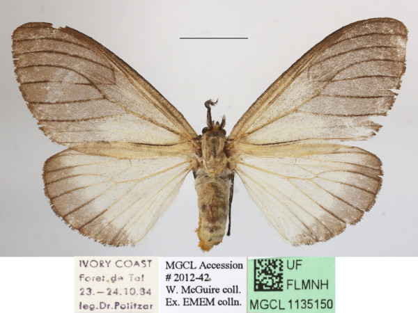/filer/webapps/moths/media/images/P/promelaena_Stracena_AM_MGCLb_02.JPG
