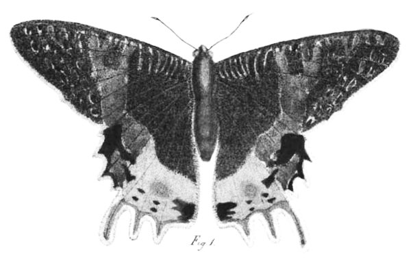 /filer/webapps/moths/media/images/P/prometheus_Urania_HT_MNHNa.jpg