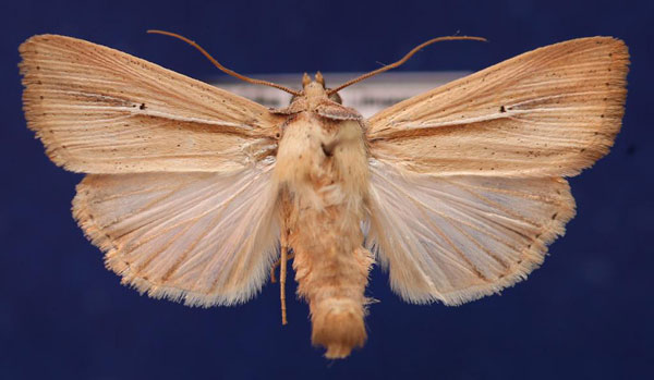 /filer/webapps/moths/media/images/P/prominens_Mythimna_AM_Schellhorn_02.jpg