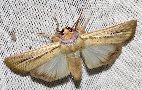 /filer/webapps/moths/media/images/P/prominens_Mythimna_A_Braun_20.jpg
