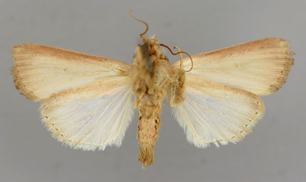 /filer/webapps/moths/media/images/P/prominens_Mythimna_A_RMCA_02.jpg