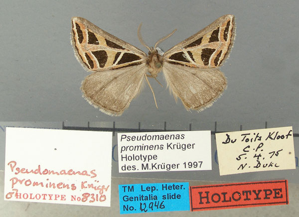 /filer/webapps/moths/media/images/P/prominens_Pseudomaenas_HT_TMSA.jpg