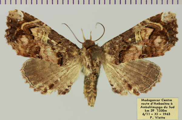 /filer/webapps/moths/media/images/P/promiscua_Eutelia_AF_MNHNa_24mFMah.jpg