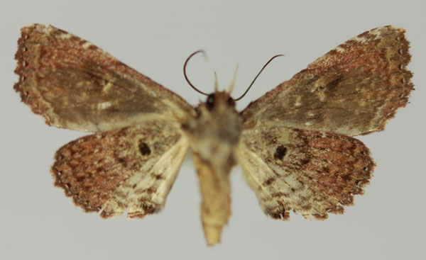 /filer/webapps/moths/media/images/P/promiscua_Eutelia_AF_MNHNb.jpg