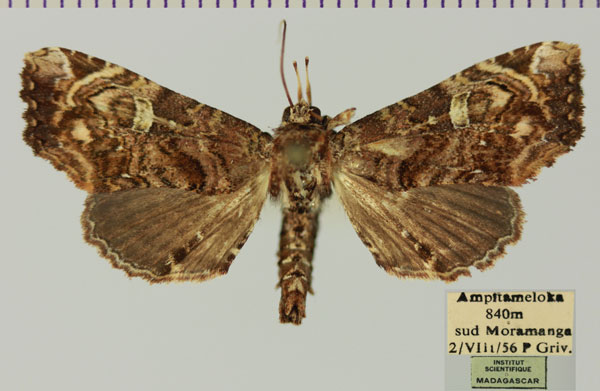 /filer/webapps/moths/media/images/P/promiscua_Eutelia_AM_MNHNa.jpg
