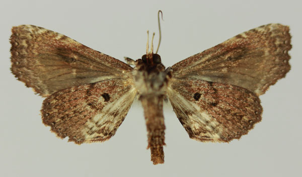 /filer/webapps/moths/media/images/P/promiscua_Eutelia_AM_MNHNb.jpg