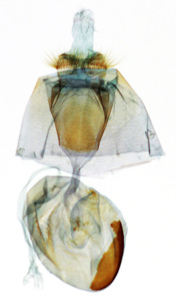 /filer/webapps/moths/media/images/P/promiscua_Eutelia_GF_MNHN_9088.jpg