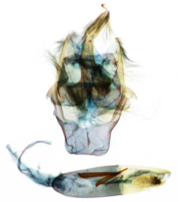 /filer/webapps/moths/media/images/P/promiscua_Eutelia_GM_MNHN_9087.jpg